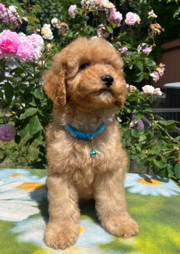 Virtus Miniature Poodle