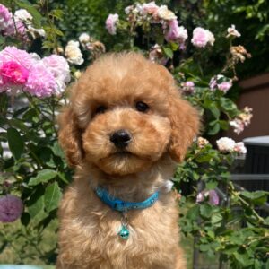 Virtus Miniature Poodle