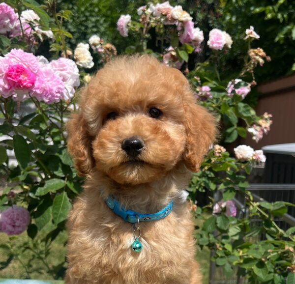 Virtus Miniature Poodle