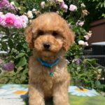 Virtus-male-miniature-poodle-puppy-for-sale- (3)