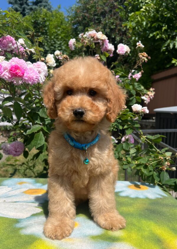 Virtus Miniature Poodle