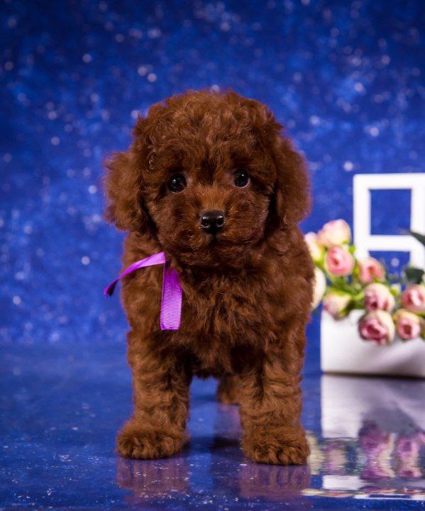 Willson Toy Poodle