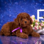 Sussi Toy Poodle