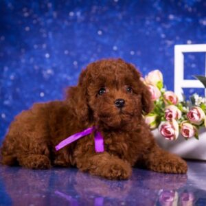 Willson Toy Poodle