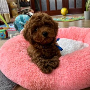 Willson Toy Poodle