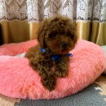 Willson-male-Toy-Poodle-puppy-for-sale-4