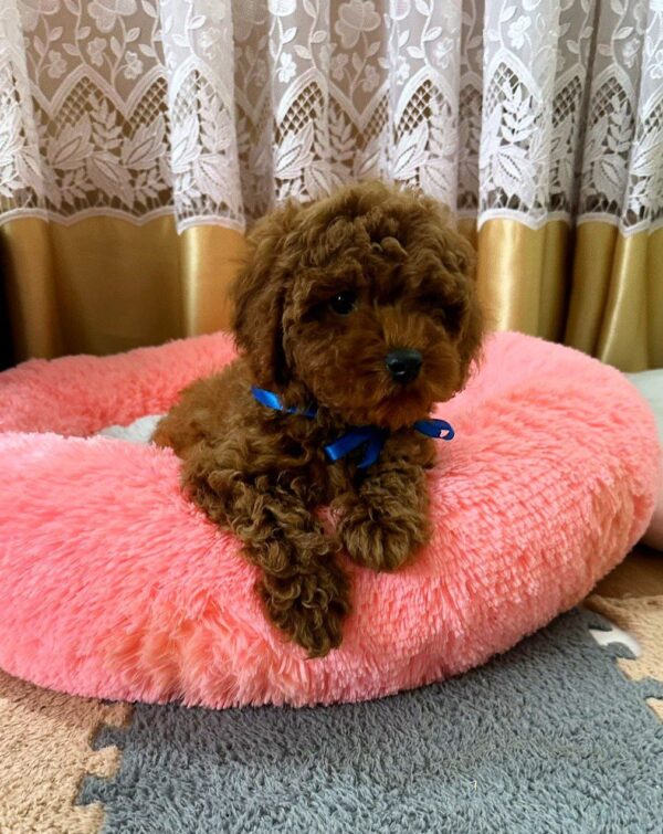 Willson Toy Poodle