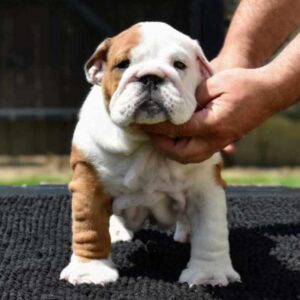 York English Bulldog