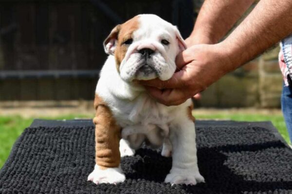 York English Bulldog
