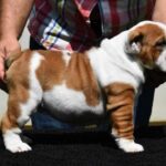 York-male-English-Bulldog-puppy-for-sale-1 (2)