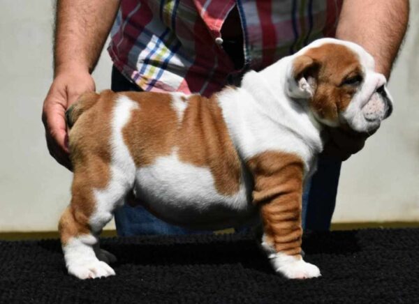 York English Bulldog