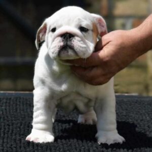 Yuki English Bulldog