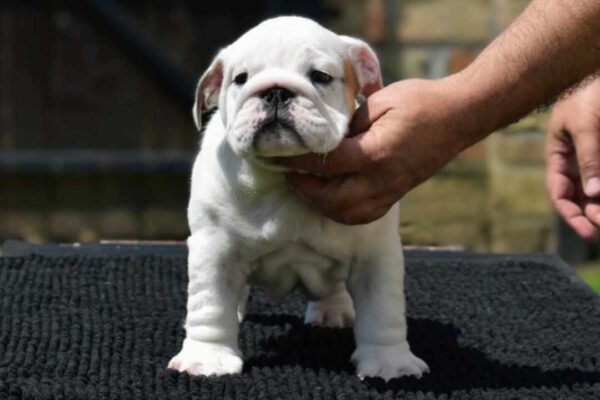 Yuki English Bulldog