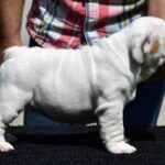 Yuki-male-English-Bulldog-puppy-for-sale-1 (2)