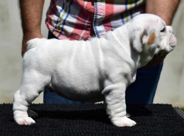 Yuki English Bulldog