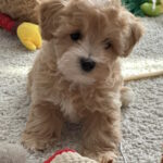 Zefir-male-maltipoo-puppy-for-sale-1 (1)
