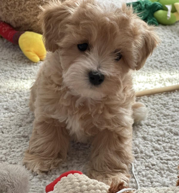 Zefir Maltipoo