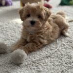 Zefir-male-maltipoo-puppy-for-sale-1 (2)