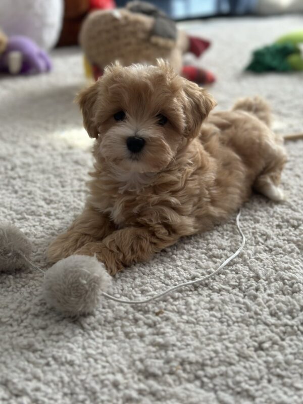 Zefir Maltipoo