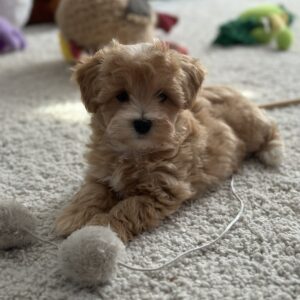 Zefir Maltipoo