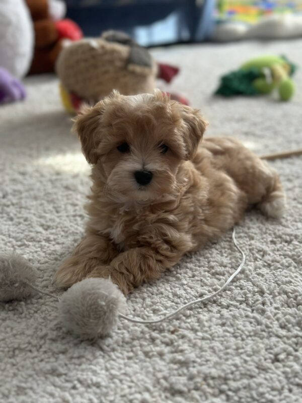 Zefir Maltipoo