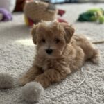 Zefir-male-maltipoo-puppy-for-sale-1 (4)