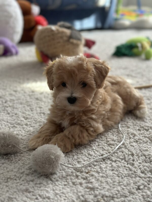 Zefir Maltipoo