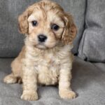 Zhanna-female-cavapoo-puppy-for-sale-1 (1)