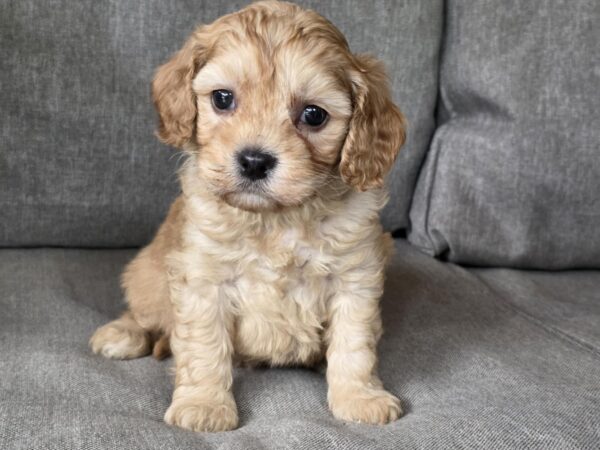 Zhanna Cavapoo