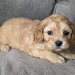 Zhanna-female-cavapoo-puppy-for-sale-1 (2)
