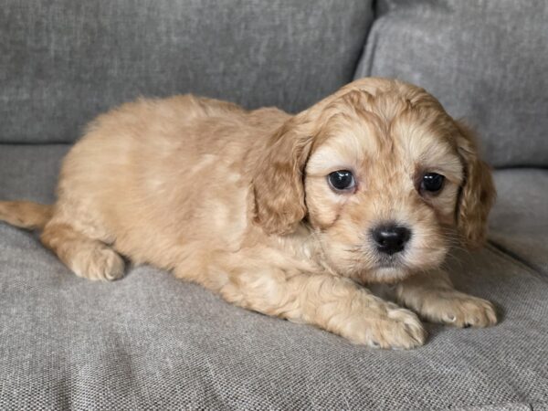 Zhanna Cavapoo
