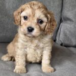 Jeanette Cavapoo