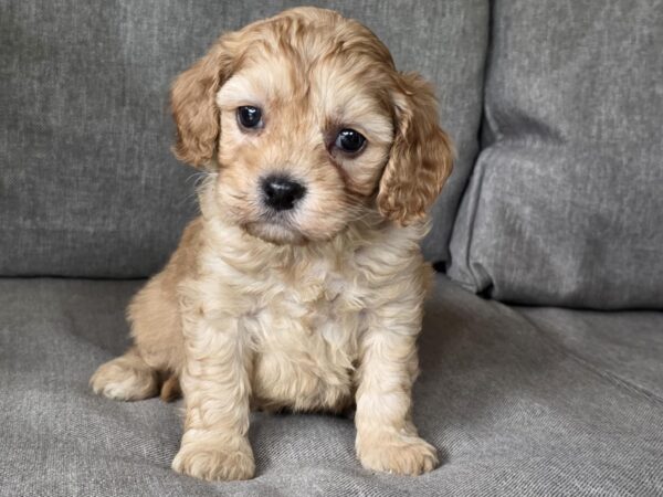 Zhanna Cavapoo