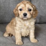 Zhanna-female-cavapoo-puppy-for-sale-1 (4)