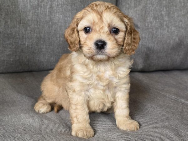 Zhanna Cavapoo