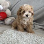 Zita-female-maltipoo-puppy-for-sale-1 (2)