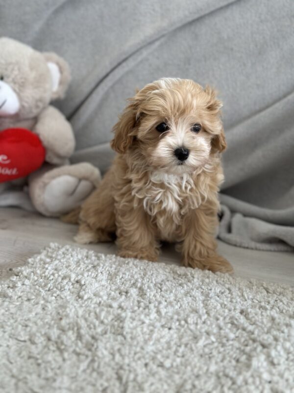 Zita Maltipoo
