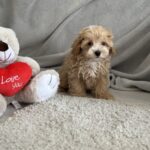 Zita-female-maltipoo-puppy-for-sale-1 (3)