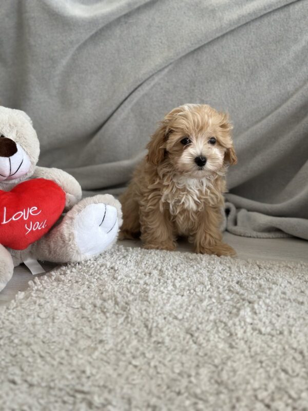 Zita Maltipoo
