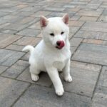 Zorro-male-shiba-inu-puppy-for-sale- (1)