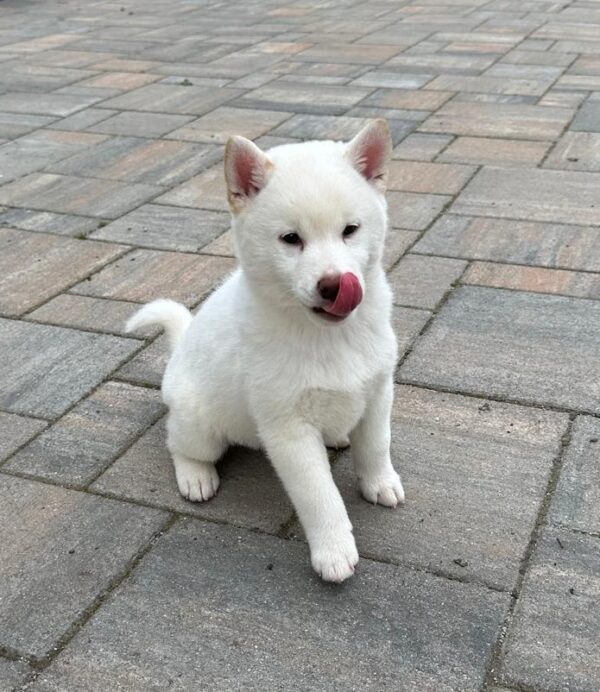 Zorro Shiba Inu