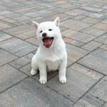 Zorro-male-shiba-inu-puppy-for-sale- (2)