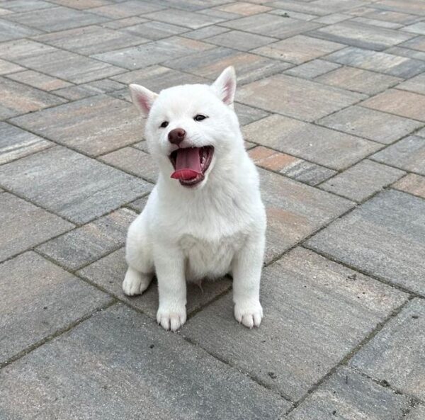 Zorro Shiba Inu
