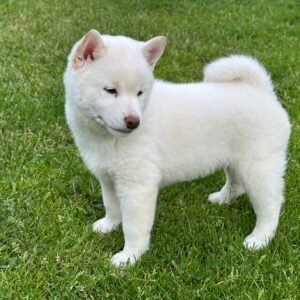 Zorro Shiba Inu