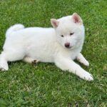 Zorro-male-shiba-inu-puppy-for-sale- (4)