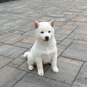 Zorro