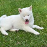 Zorro-male-shiba-inu-puppy-for-sale- (5)