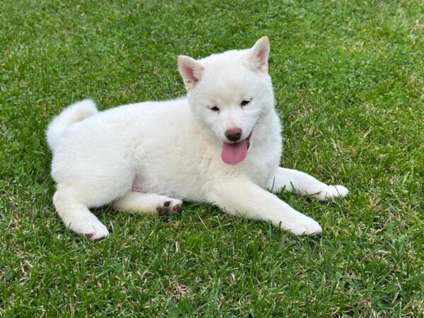 Zorro Shiba Inu