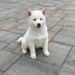 Asaha Shiba Inu
