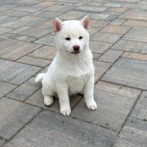 Zorro Shiba Inu